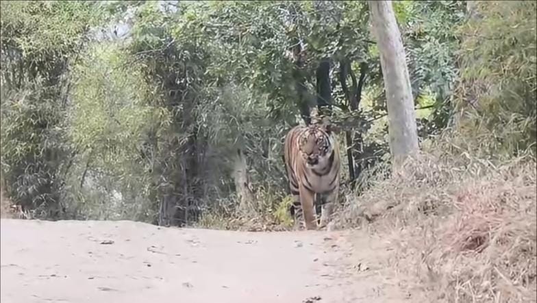 Leopard or forest jeep trail in Jaipur